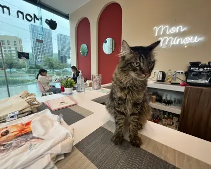 Mon Minou: un innovador cat café en San Pedro