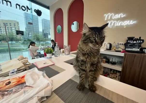 Mon Minou: un innovador cat café en San Pedro