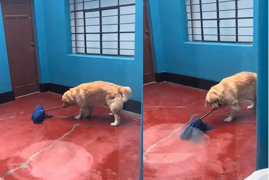 TikTok lanza a la fama al perro trapeando. Foto. Captura de Imagen