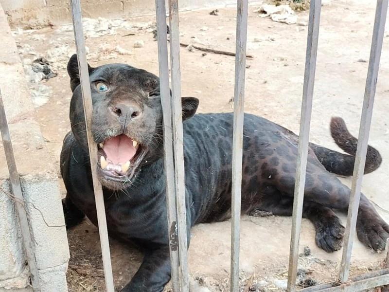 Personal de Profepa procedió al aseguramiento del felino, utilizando todos los protocolos de protección y cuidado, siendo trasladado posteriormente para su resguardo en el Zoológico Serengueti. Foto: Cortesía.