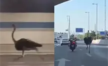 VIDEO: Escapa avestruz de zoológico y desencadena persecución en China