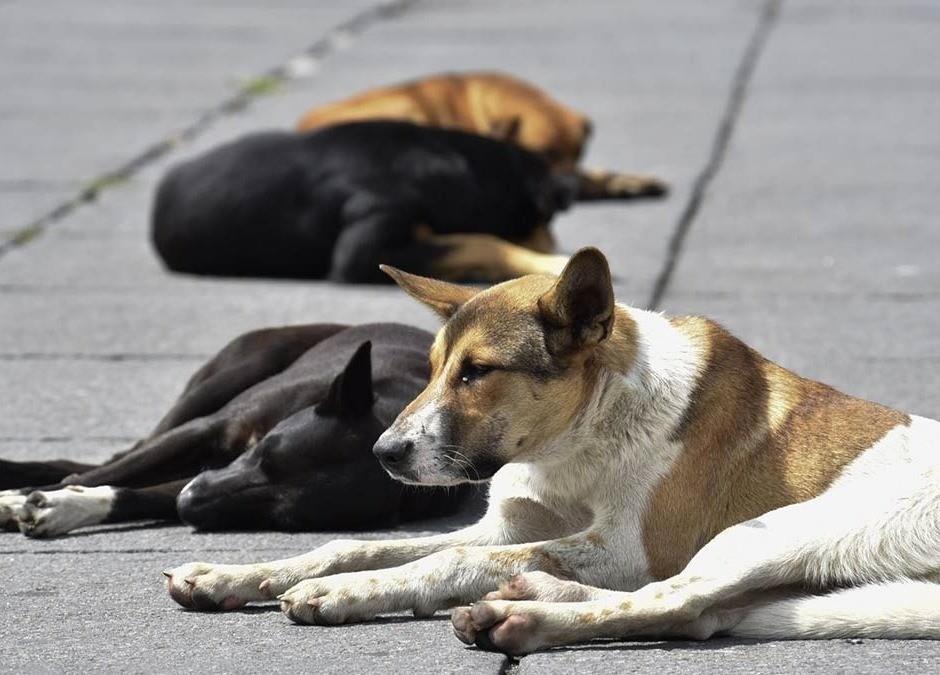 Al menos siete animales envenenados fueron trasladados a las instalaciones de la Facultad de Agronomía que trabaja en colaboración en este tipo de casos para realizar la autopsia correspondiente. Foto: Cuartooscuro.