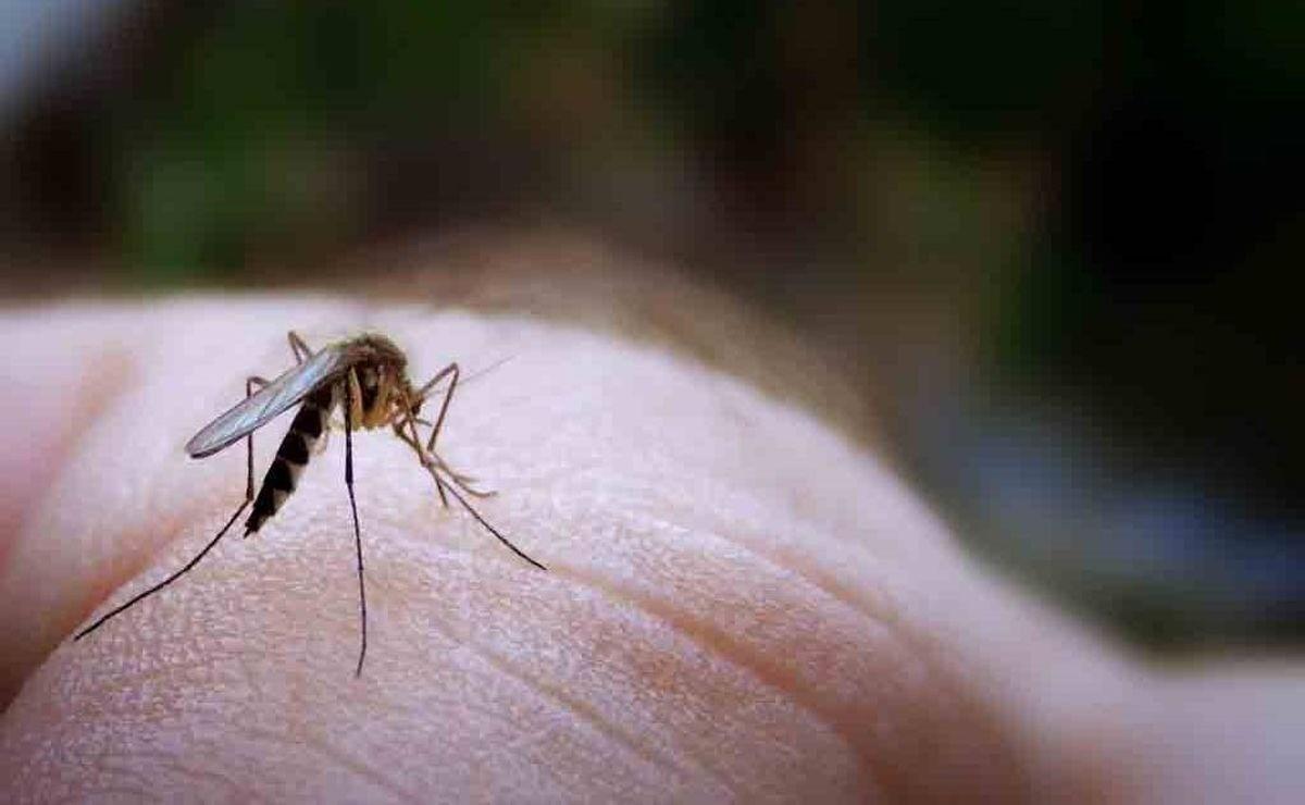 Casos de dengue en Yucatán disminuyen, pero persiste como entidad líder