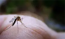 Casos de dengue en Yucatán disminuyen, pero persiste como entidad líder