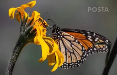 La mariposa monarca y su papel crucial en la cadena alimenticia natural