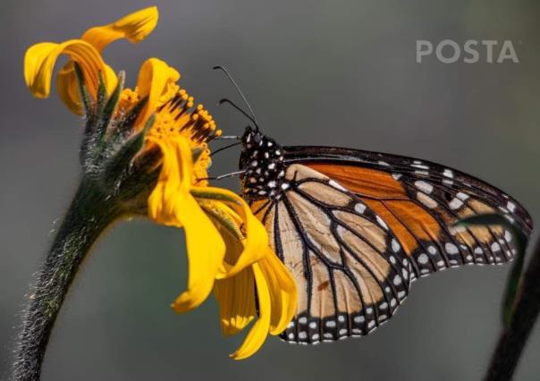 La mariposa monarca y su papel crucial en la cadena alimenticia natural