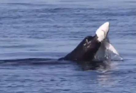 Los turistas que observan la dramática escena se sorprenden por la evidente diferencia de tamaño entre ambos animales. Foto: Especial.