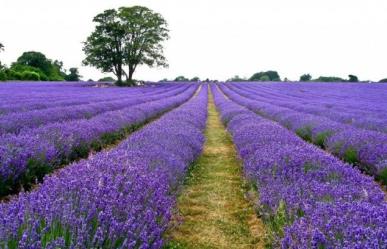 Tiene Altamira campo de lavanda único en el noreste