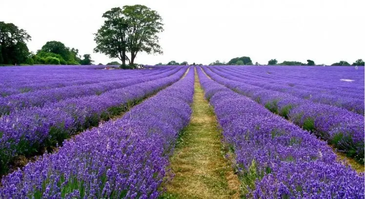 Tiene Altamira campo de lavanda único en el noreste