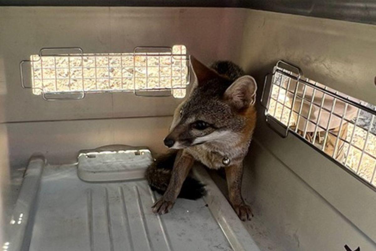 Rescatan a zorro en la alcaldía Venustiano Carranza de la Ciudad de México. Foto: @SSC_CDMX