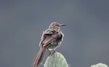 Participa Tamaulipas en el 2° Festival de las Aves del Noreste de México