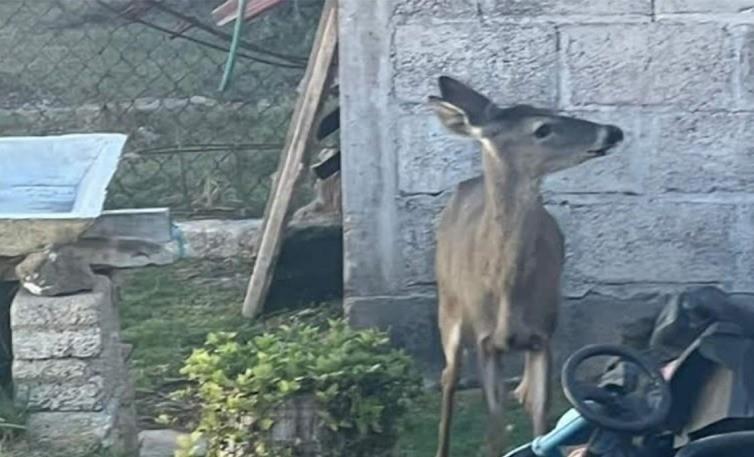 Tras el aseguramiento del animal, se informó que se realizarán las investigaciones pertinentes. Foto: Especial.