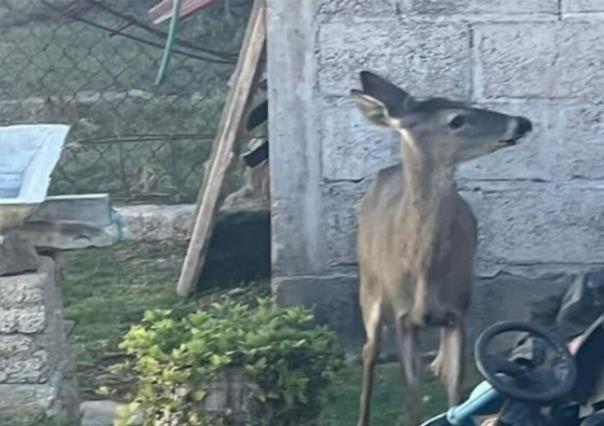 Encuentran venado en calles de Tulancingo; perros lo corretean