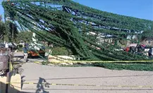 ¿Fue el Grinch? Cae enorme árbol de Navidad en Hidalgo