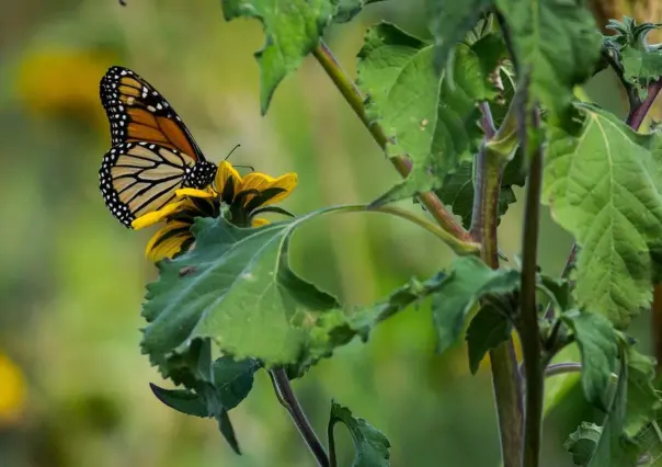 Disminuye presencia de la mariposa Monarca en paraderos de Tamaulipas