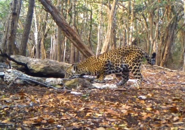 Reportan un mayor número de jaguares en Yucatán