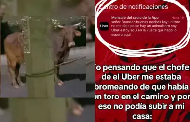 VIDEO: ¡Hay un toro! Chofer de Uber no puede recoger a cliente