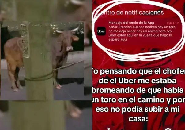 VIDEO: ¡Hay un toro! Chofer de Uber no puede recoger a cliente