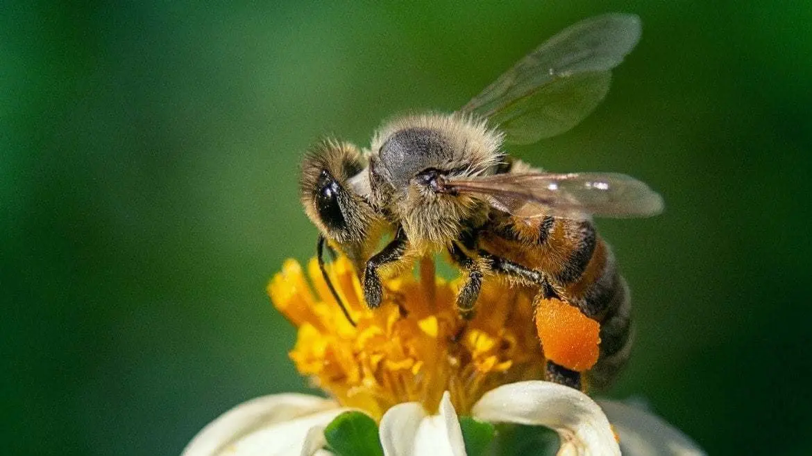 La producción de miel de la abeja melipona es una de las actividades económicas que destacan en Yucatán
