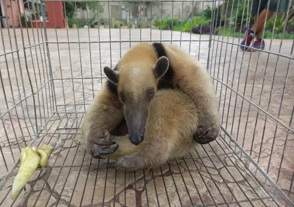 Rescata PROFEPA a oso hormiguero en Mérida, Yucatán