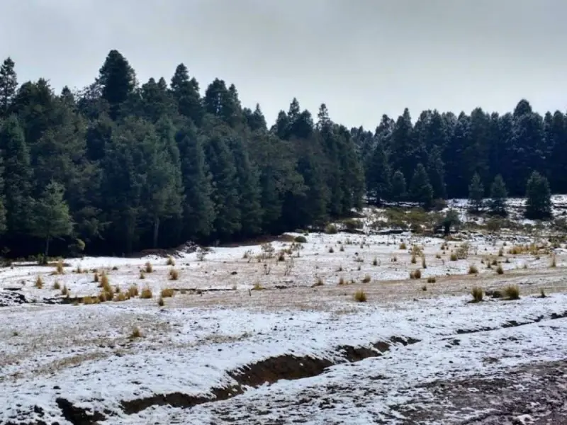 La caída de aguanieve en el Parque Nacional Cofre de Perote cayó con un espesor entre los 2 a 5 centímetros a partir de los 3 mil 900 metros sobre el nivel del mar. Foto: Especial.