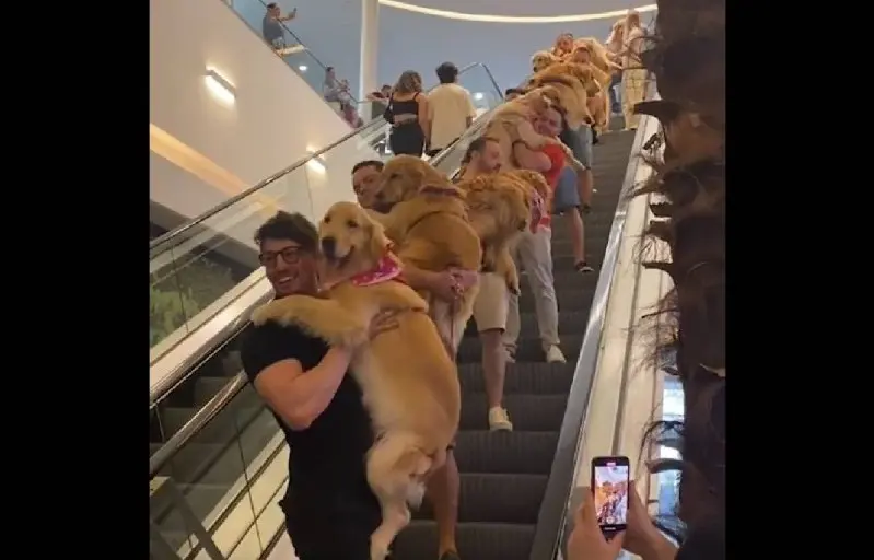 Desfilan perros golden retriever en centro comercial