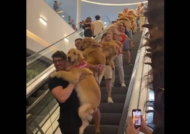 Desfilan perros golden retriever en centro comercial