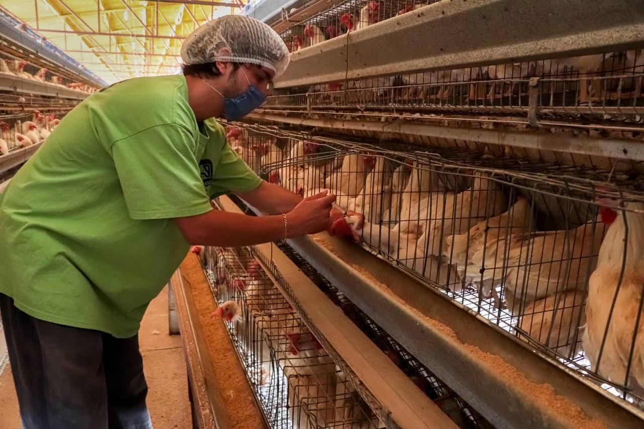 La Sader ha autorizado la vacunación de emergencia en zonas estratégicas, comenzando en áreas de alto riesgo zoosanitario y granjas con gallinas progenitoras. Foto: Twitter/ @SAGARHPASonora