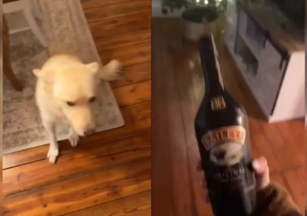 Perrito logra abrir botellas de alcohol y dueña lo reprende por andar borracho