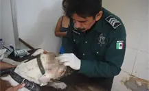 Individuo ataca con machete a pitbull en Progreso, Yucatán