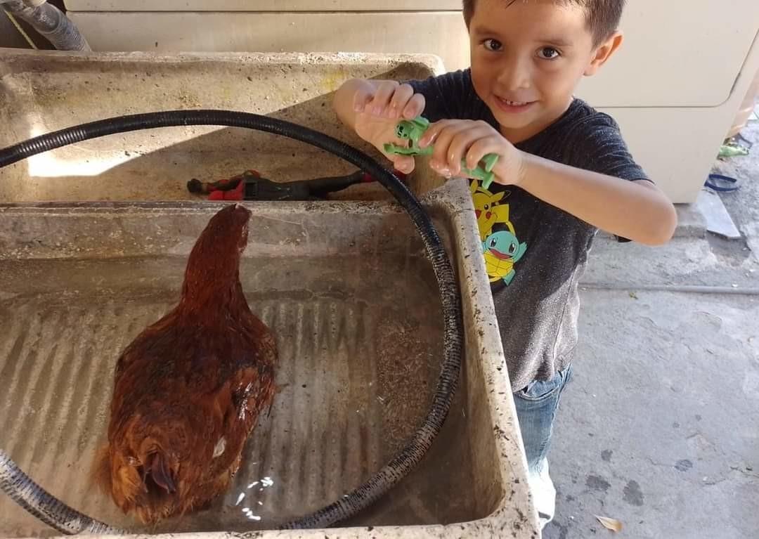 La peculiar mascota pertenece a un pequeño llamado Tadeo, quien la crio desde pequeña. Foto: Facebook/ Norma Armendariz