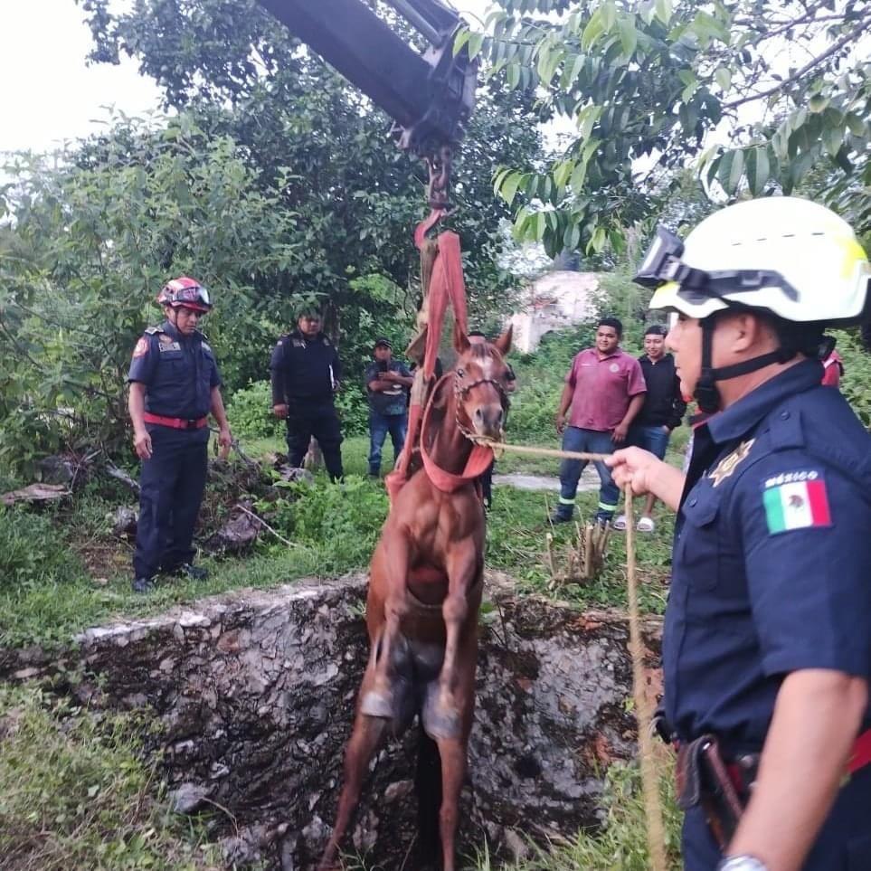 Elementos de rescate lograron sacar a un caballo de una fosa de tres metros