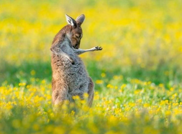 Dicha imagen, capturada por el fotógrafo Jason Moore en los suburbios de Perth, Australia. Foto: Especial.