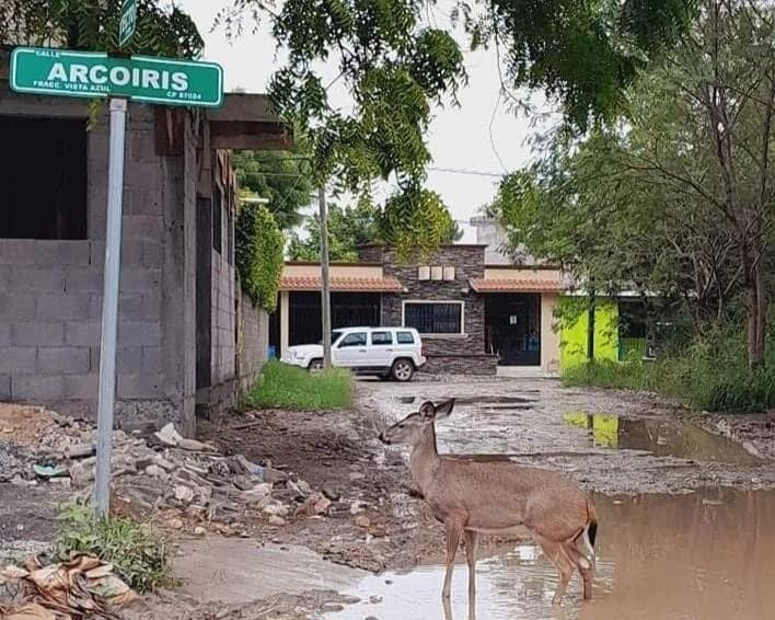 Venado captado en el sector Vista Azul, en Victoria. Foto: Redes Sociales