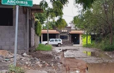 VIDEO: Vuelven a captar venado en colonia de Victoria