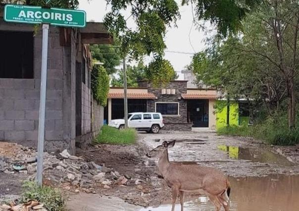 VIDEO: Vuelven a captar venado en colonia de Victoria