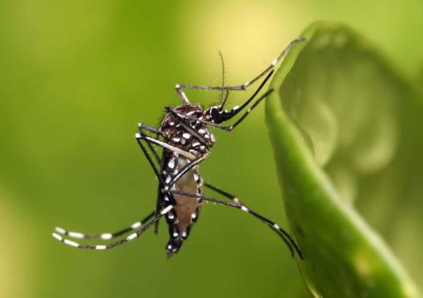 No da tregua el dengue en Yucatán: reportan dos fallecidos