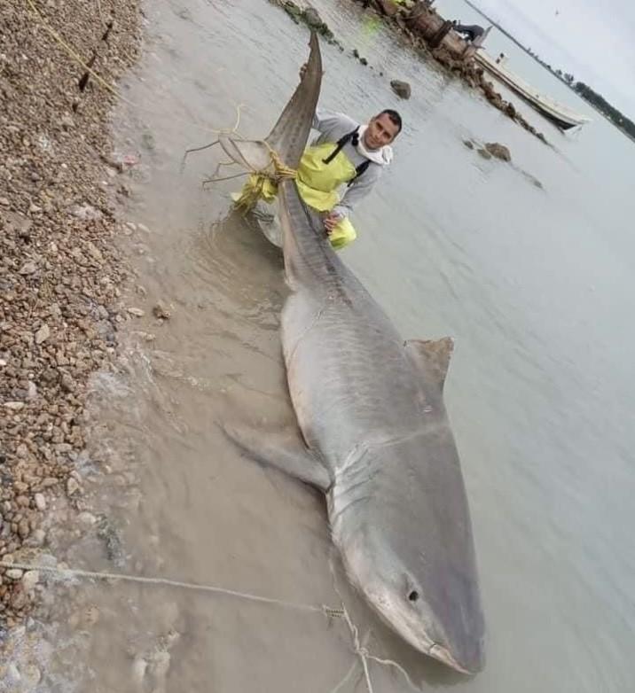 Pescador junto al Tiburón Tigre en Altamira, Tamaulipas