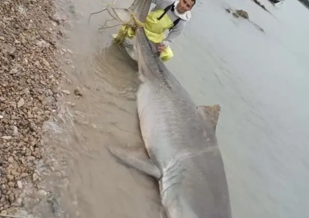 ¿Tiburones en Altamira, Tamaulipas? Capturan uno de 3 metros