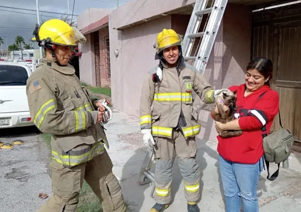 Atiende Protección Civil Torreón reportes de animales en situaciones de riesgo