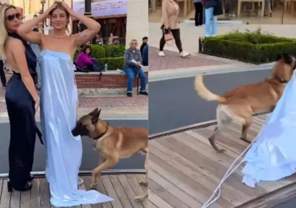 Perro le quita el vestido a una modelo en sesión de fotos