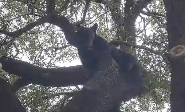 Alertan por avistamiento de tres osos en Valle Alto en Monterrey. (VIDEO)