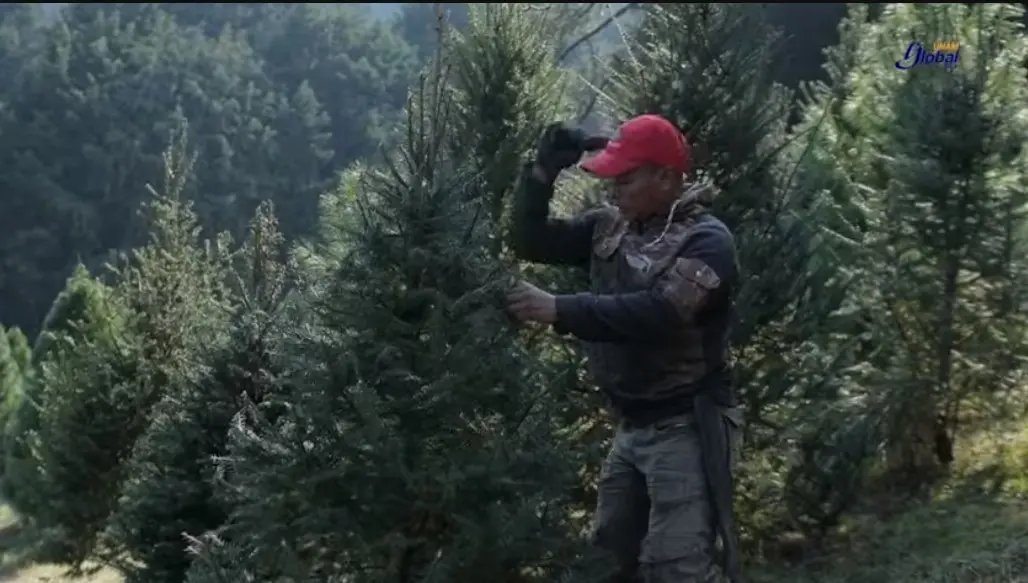 Es posible disfrutar de un árbol de Navidad de forma más sostenible. Optar por árboles naturales de bosques locales regulados y asegurarse de reciclarlos correctamente. Foto. Captura de Imagen