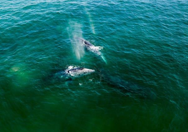 Llegan las primeras ballenas a Baja California Sur