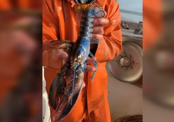 Langosta David Bowie: tiene dos sexos y dos colores