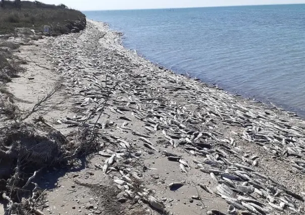 Mueren miles de peces en la Laguna Madre