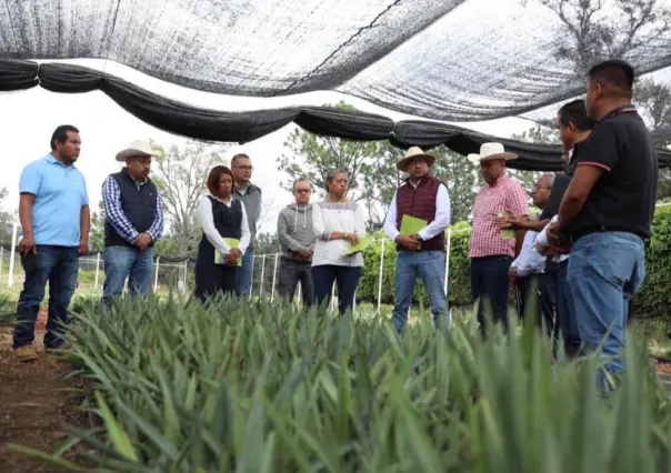 ¡Van por un Edomex mezcalero! Impulsan su producción en región sur