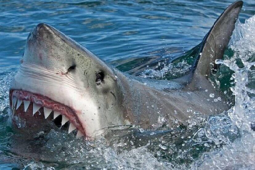 Nadar lentamente es una de las tantos consejos para evitar ataques de tiburón cuando hay uno cerca de la playa. Foto: La Nación.