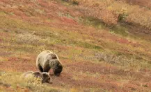 Recomiendan evitar alimentar osos en serranías de Coahuila