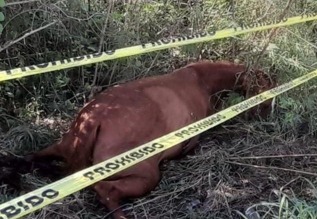 El caballo se atraviesa en la vialidad de forma repentina, provocando un accidente. Foto: Omar Xool Montelongo